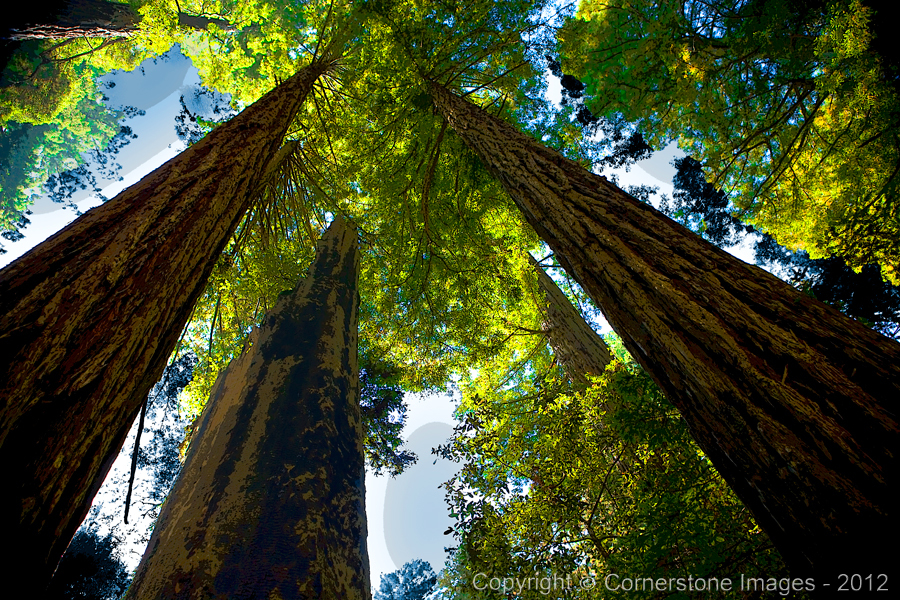 N. California : Travel Art : The Photographic Art of Bill Shippey - CORNERSTONE IMAGES - Head Shots, Portraits, Fine Art, Maternity, Children