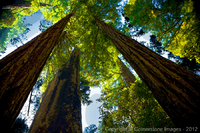 Copyright © 2024 by Cornerstone Images