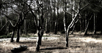 Copyright © 2024 by Cornerstone Images