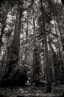 Copyright © 2024 by Cornerstone Images