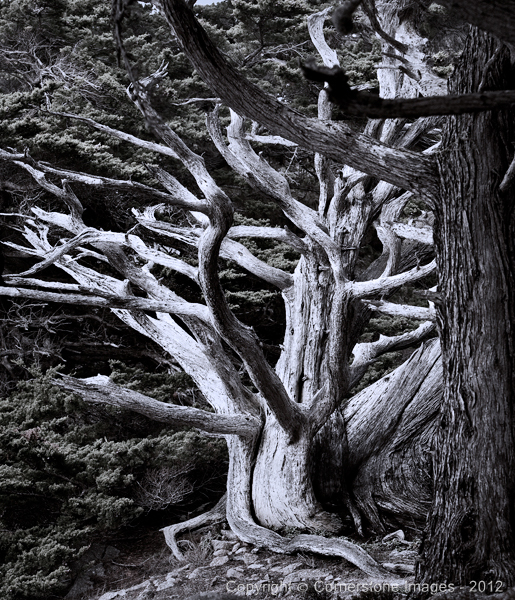 Point Lobos : Travel Art : The Photographic Art of Bill Shippey - CORNERSTONE IMAGES - Head Shots, Portraits, Fine Art, Maternity, Children