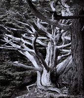 Copyright © 2024 by Cornerstone Images